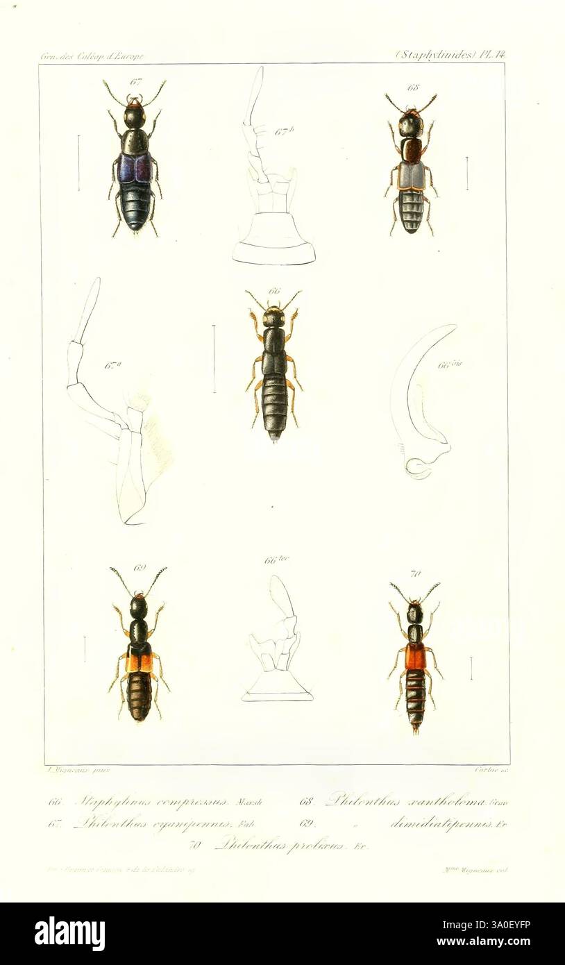 Different ant species represented hi-res stock photography and images ...