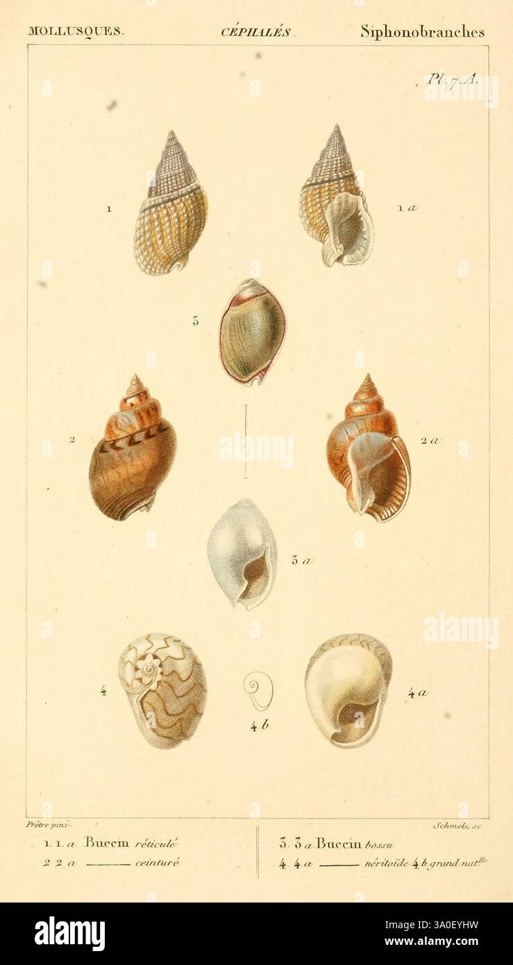 Malacozoaires, ou, Animaux mollusques A Paris, Chez F.-G. Levrault ...