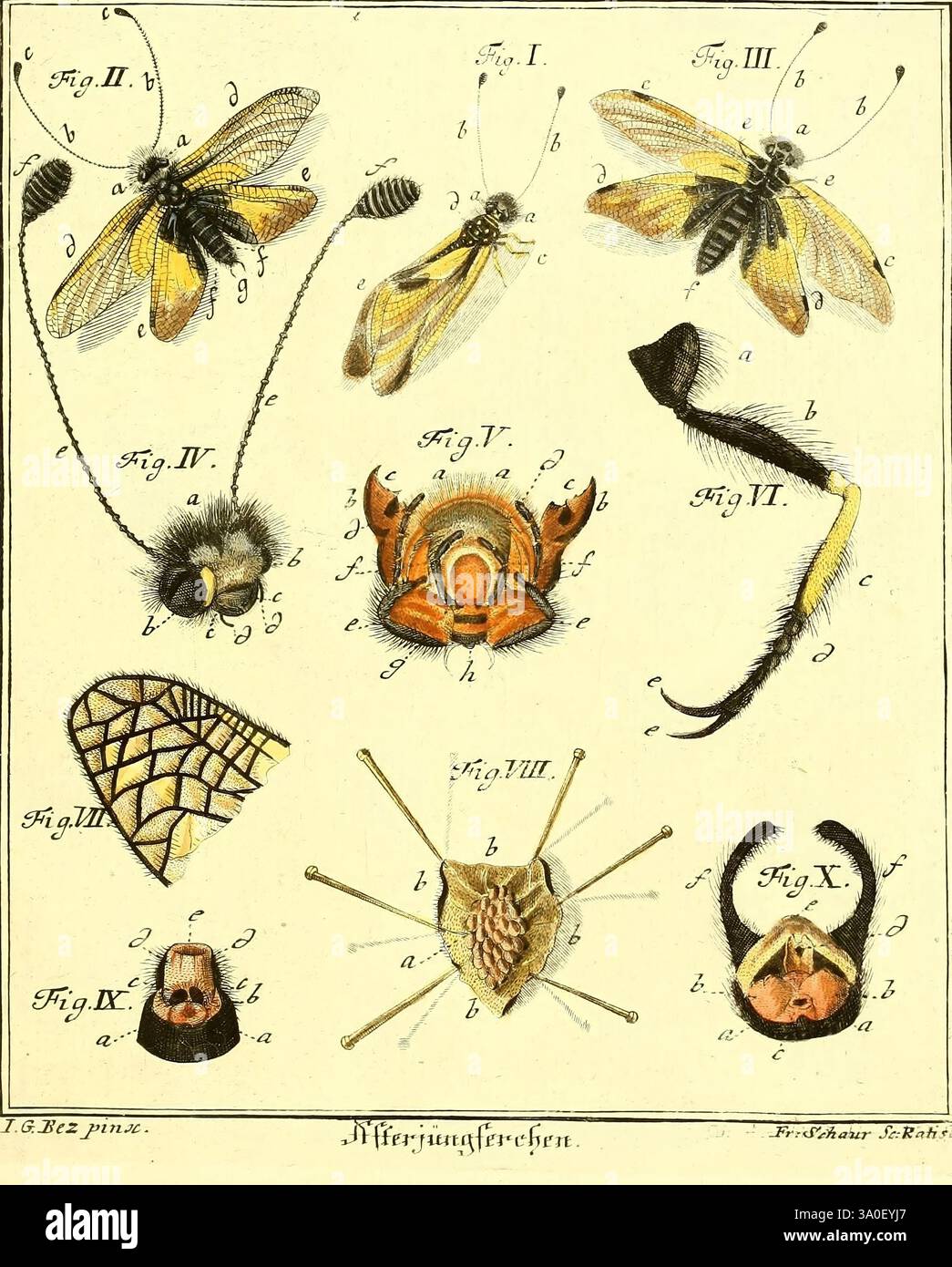 D, Jacob Christian Schäffer's Abhandlungen von Insecten, Regensburg ...