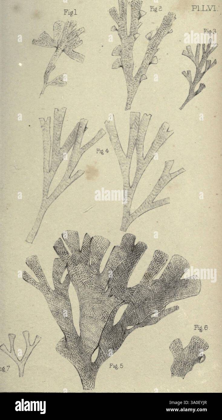 Catalogue of marine Polyzoa, London, Printed by the order of the