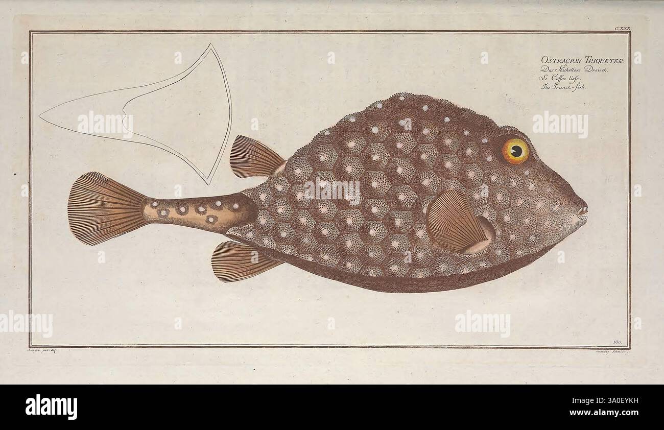 Fishs unique fin structure hi-res stock photography and images - Alamy