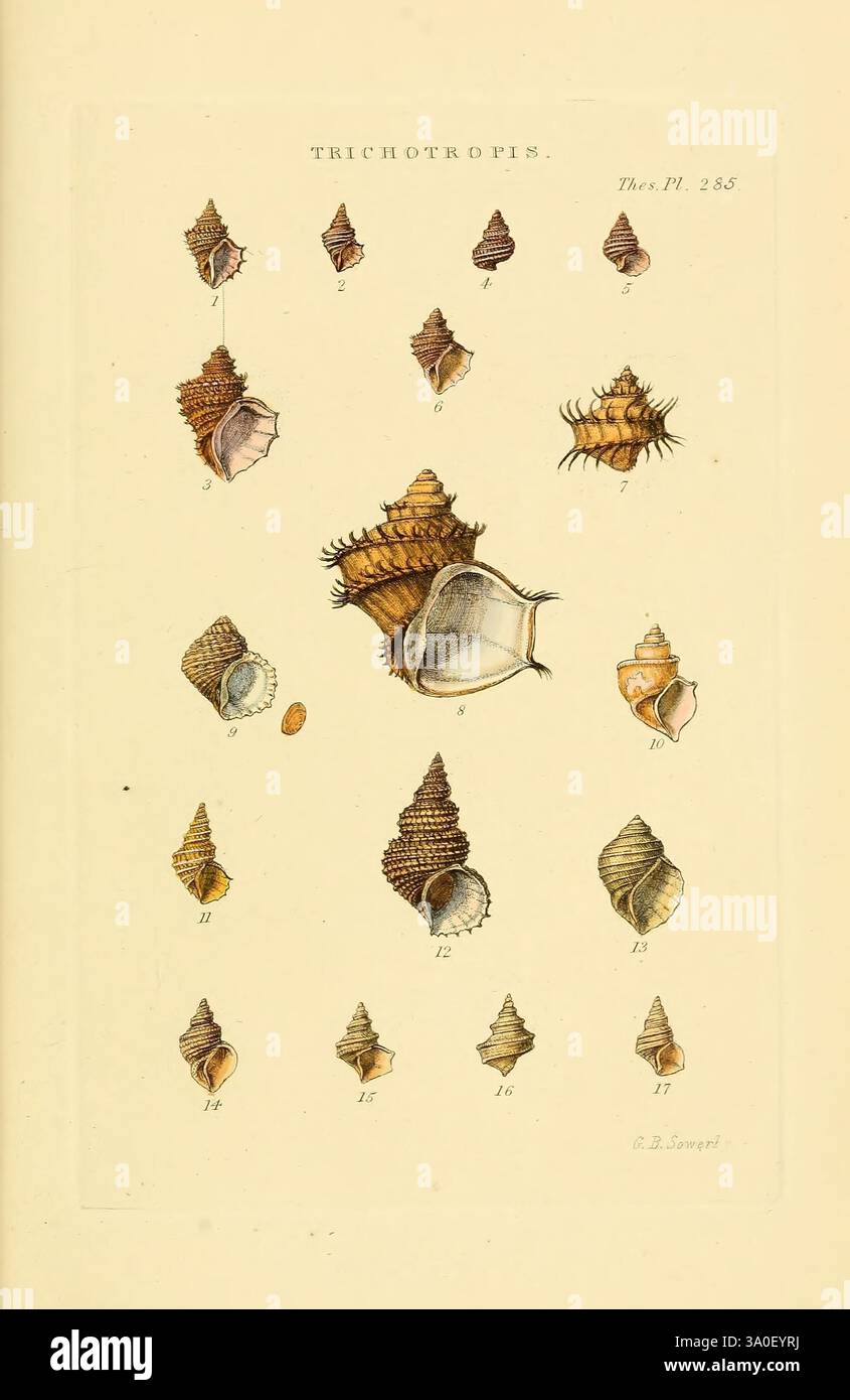 Characteristic On Shell Featuring delicate ridges hi-res stock photography and images - Alamy