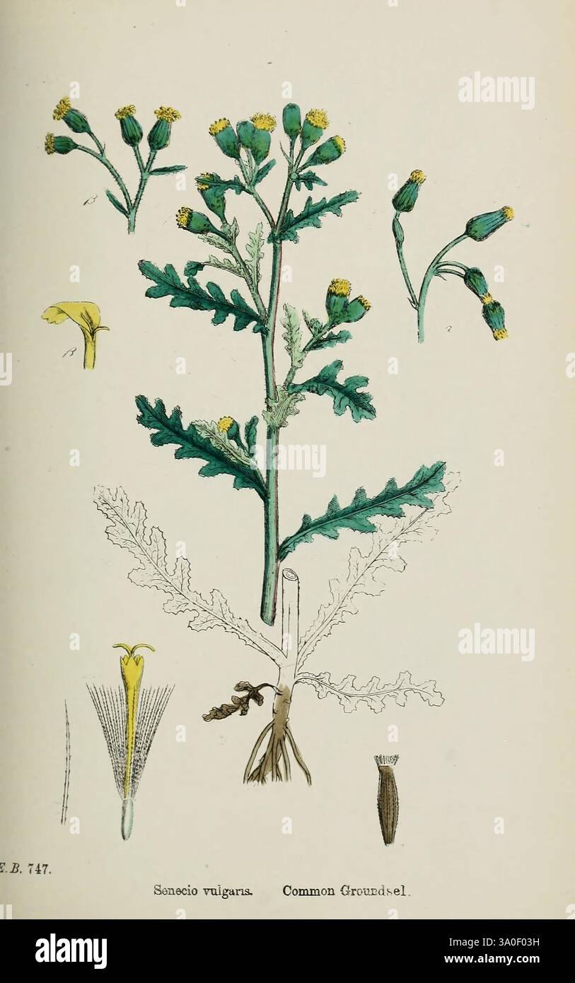 English, botany, or Coloured, figures, of, British, plants, London, R ...