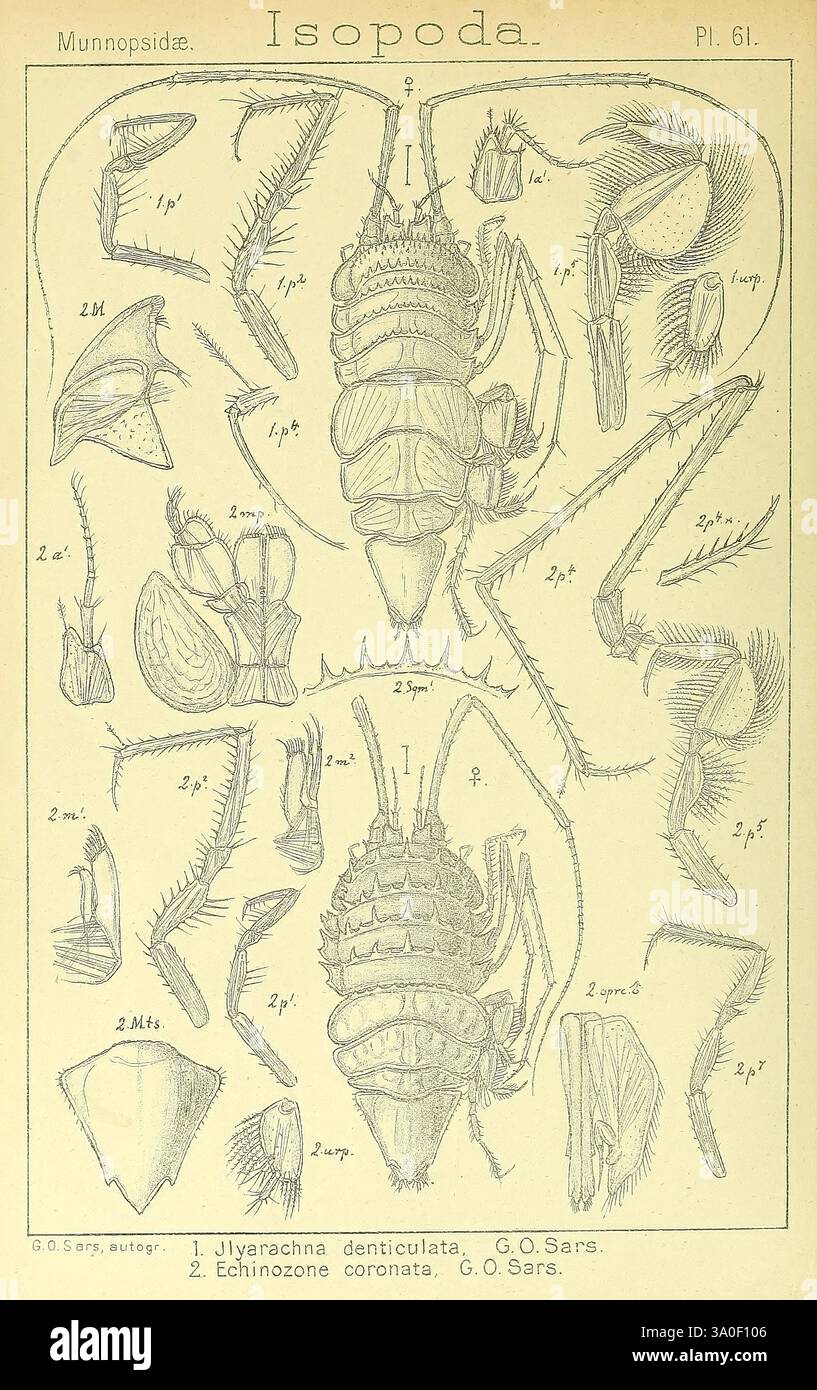 Detailed scientific representation of various isopod species hi-res ...