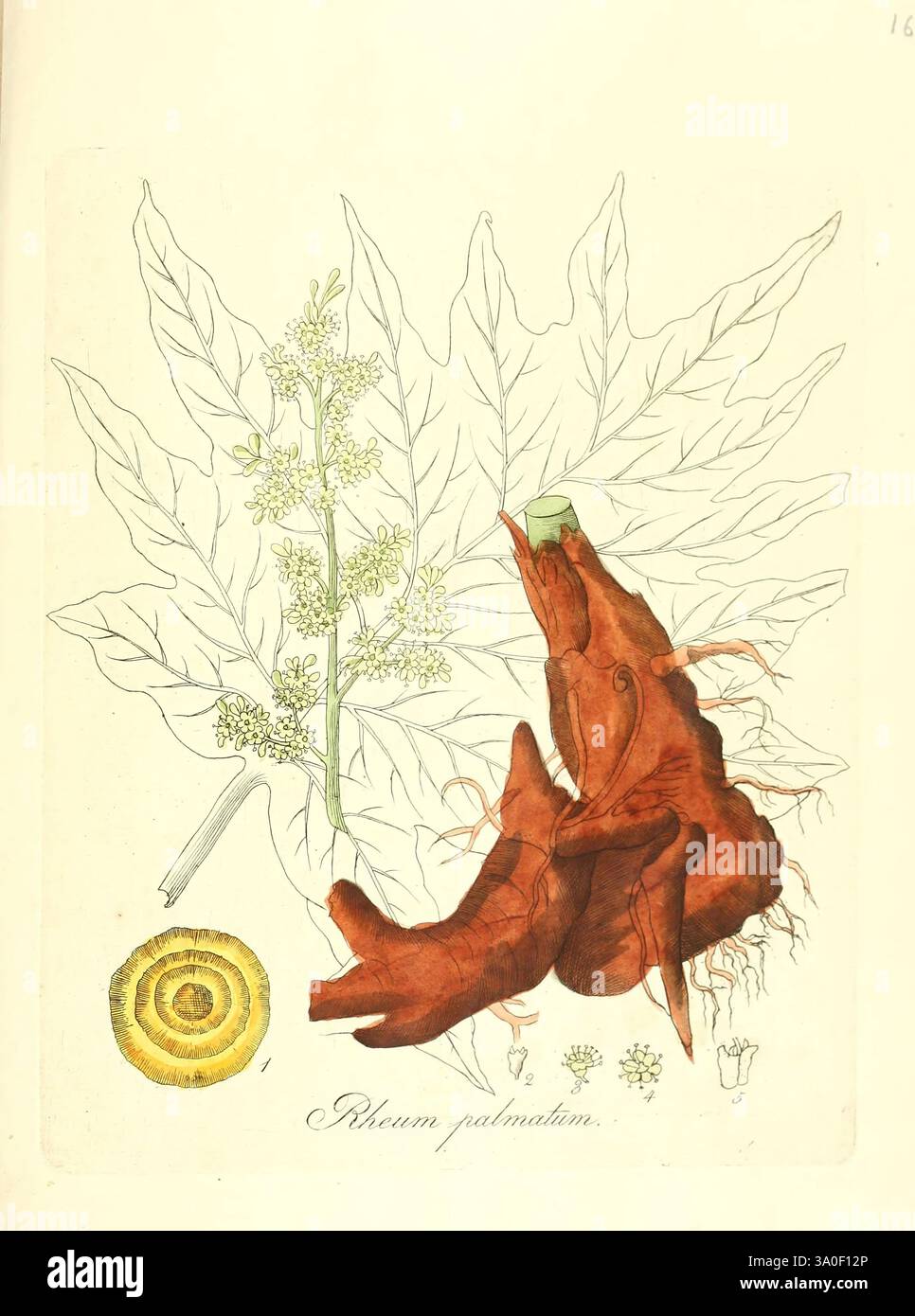 Flora Medica, oder, Abbildung der wichtigsten officinellen Pflanzen ...