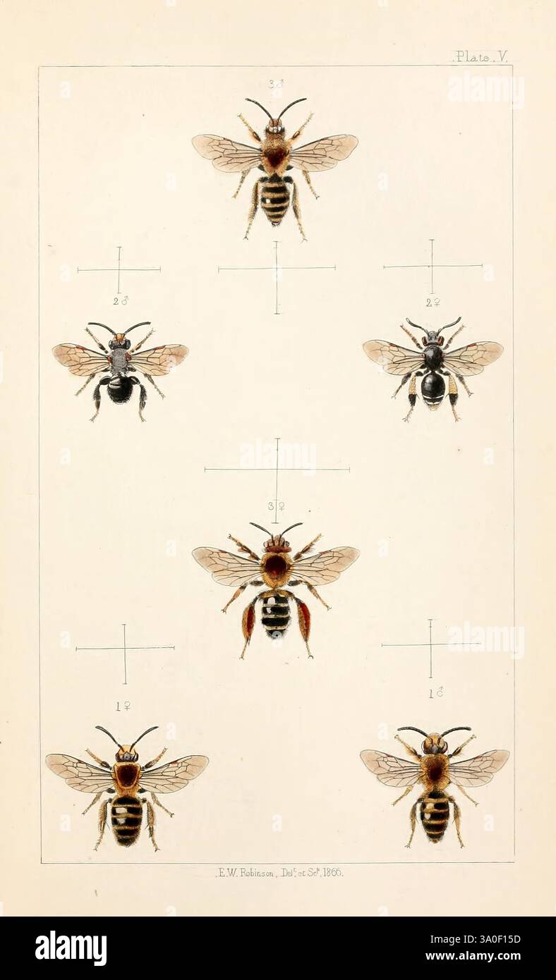 Series of detailed depictions of various species of bees hi-res stock ...