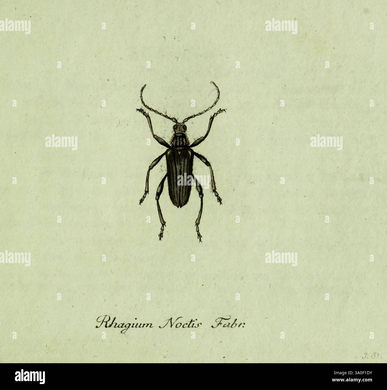 Striking example of entomological art hi-res stock photography and ...