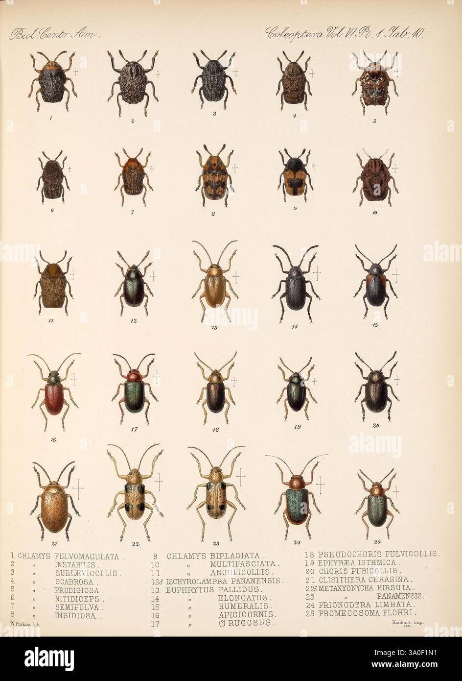 Catalog of various beetle species hires stock photography and images