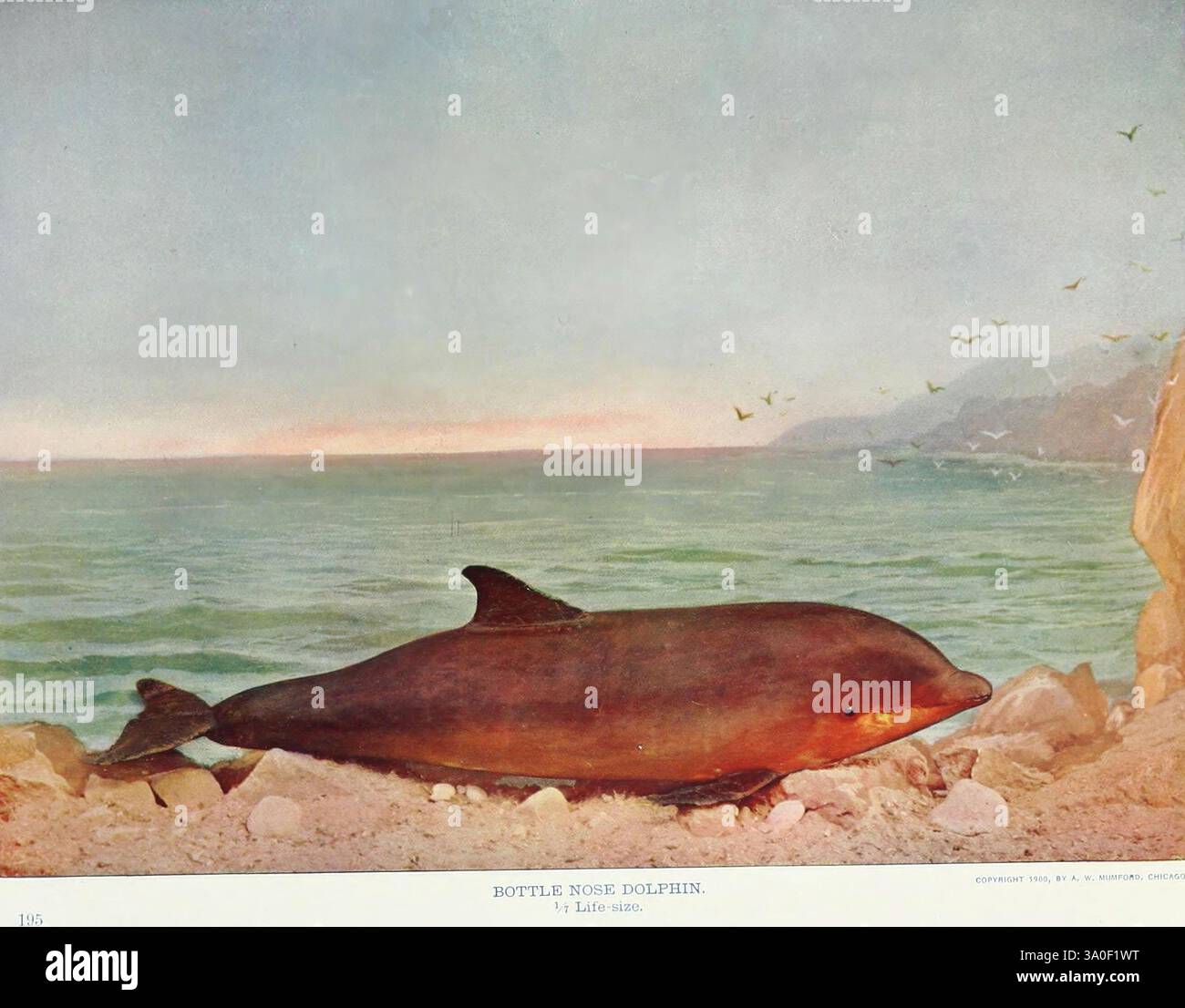 Dolphin natural history tursiops truncatus taxonomy hi-res stock ...