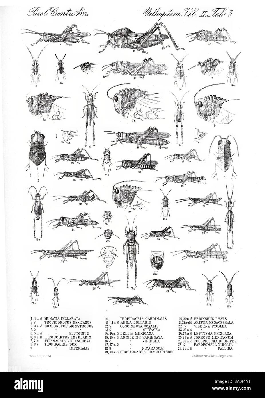Biologia Centrali-Americana, London, Published for the editors by R. H ...