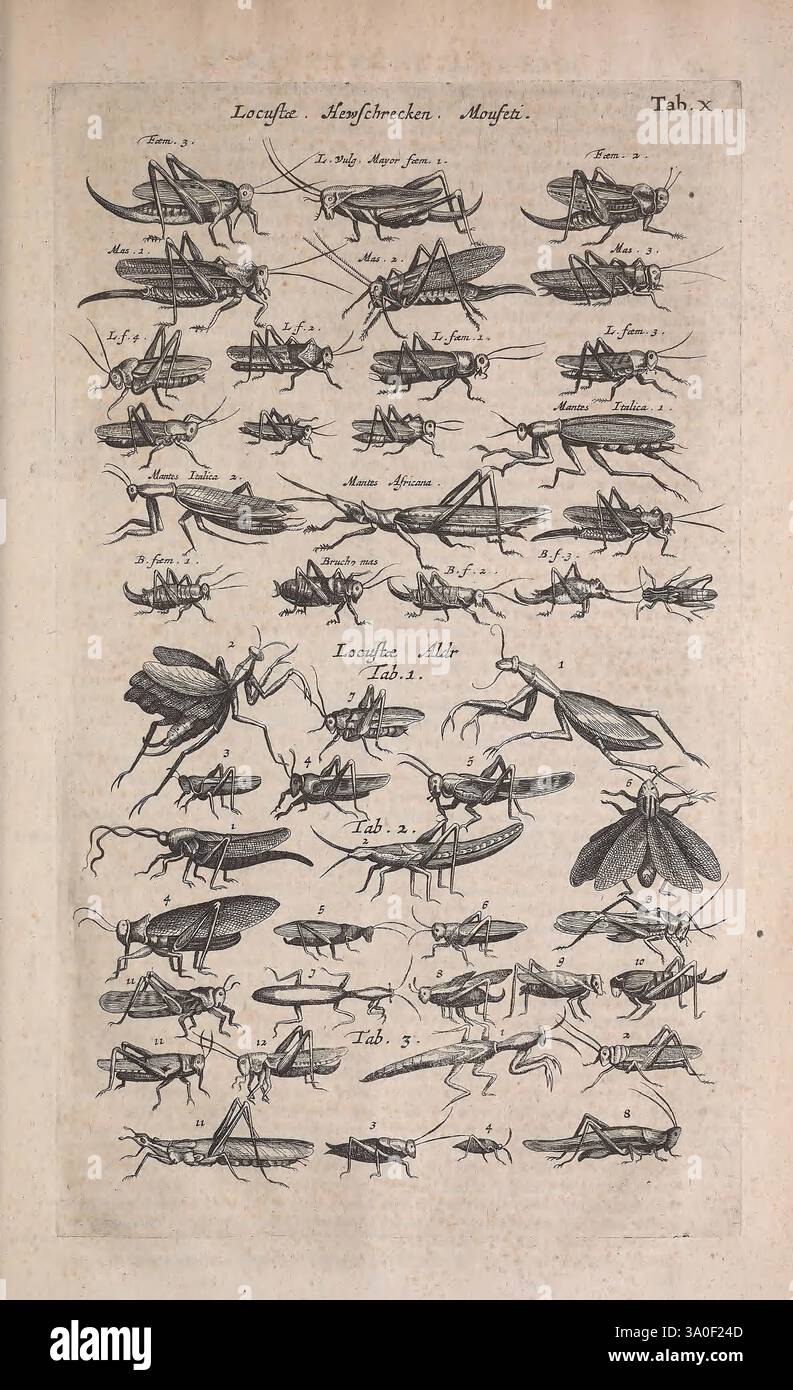 Insect Profile Paper Historiae Naturalis de Quadrupedibus Libri, Amstelodami, Apud Ioannem ...