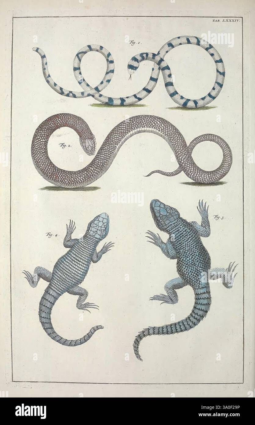 Top lizard displays hi-res stock photography and images - Alamy