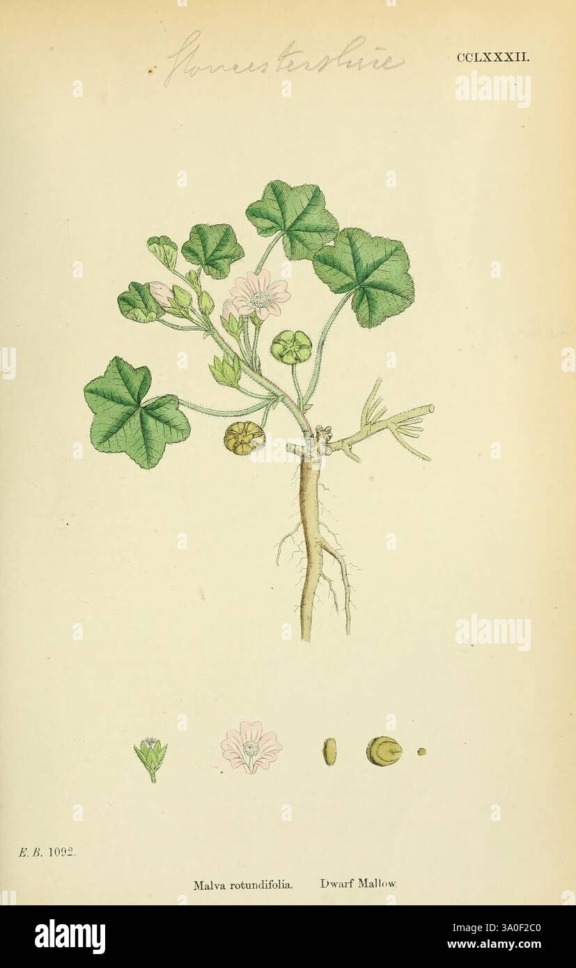 English, botany, Coloured Figures of British Plants, London, R ...
