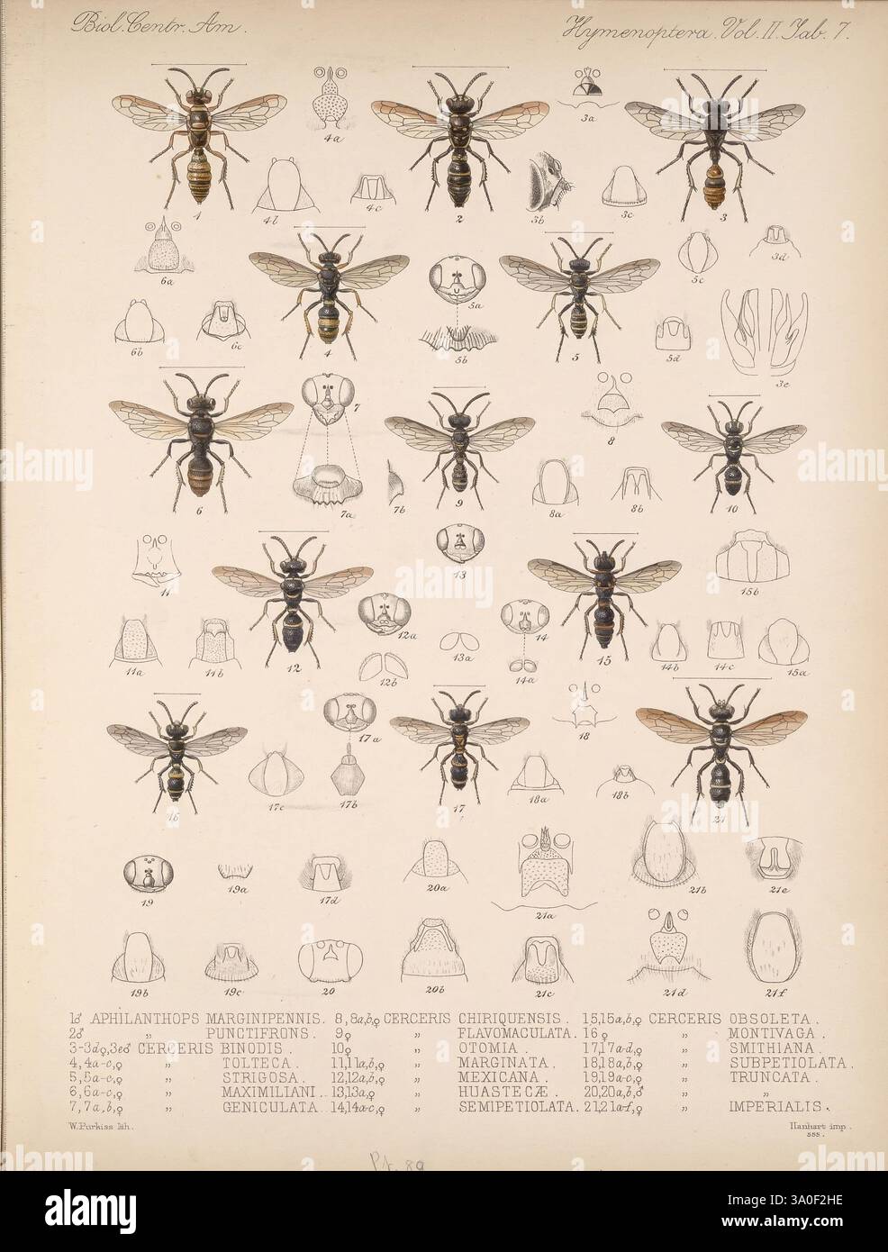 Biologia Centrali-Americana London, 1879-1915, archaeology, botany ...