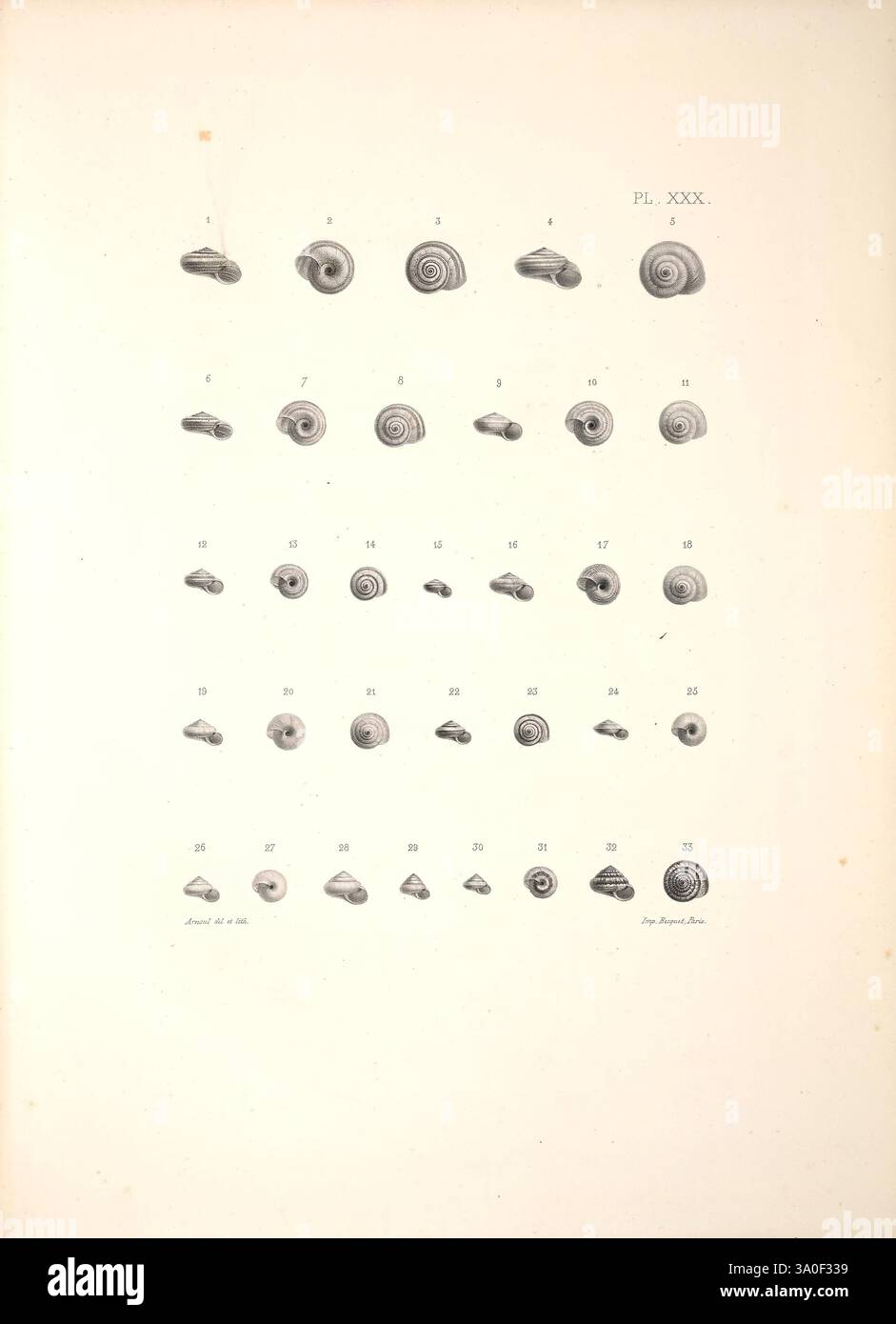 Broader study of malacology hi-res stock photography and images - Alamy
