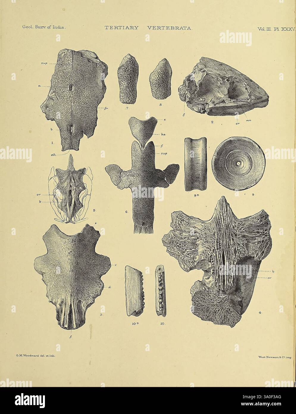 Variety of tertiary vertebrate fossils hires stock photography and