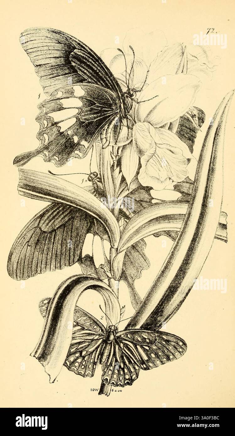 William Roe Insects Elaborate details draw hi-res stock photography and images - Alamy