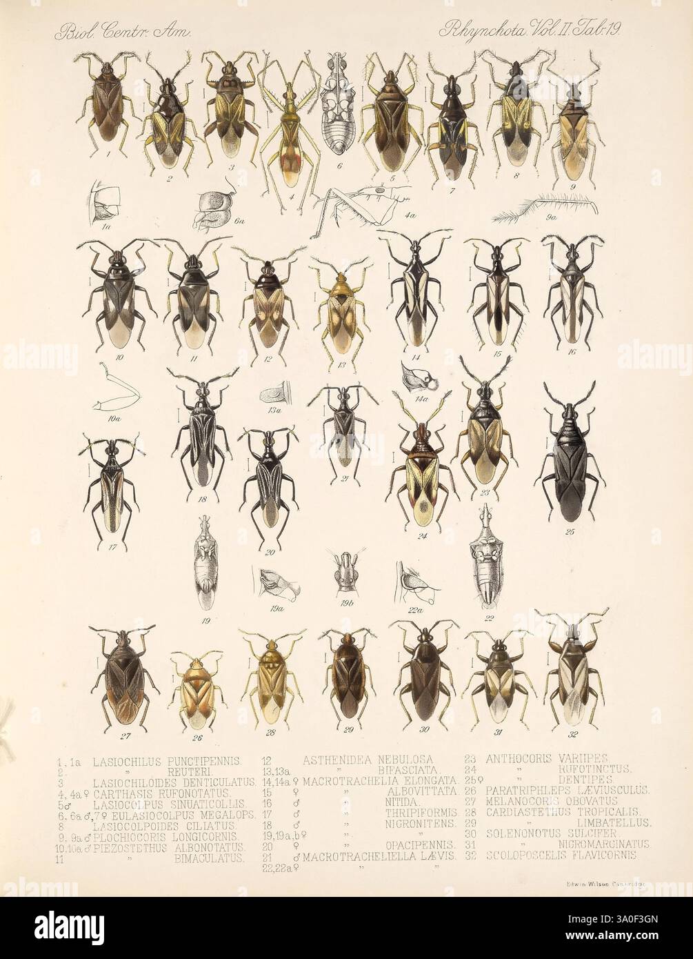Catalog of various species of beetles hires stock photography and