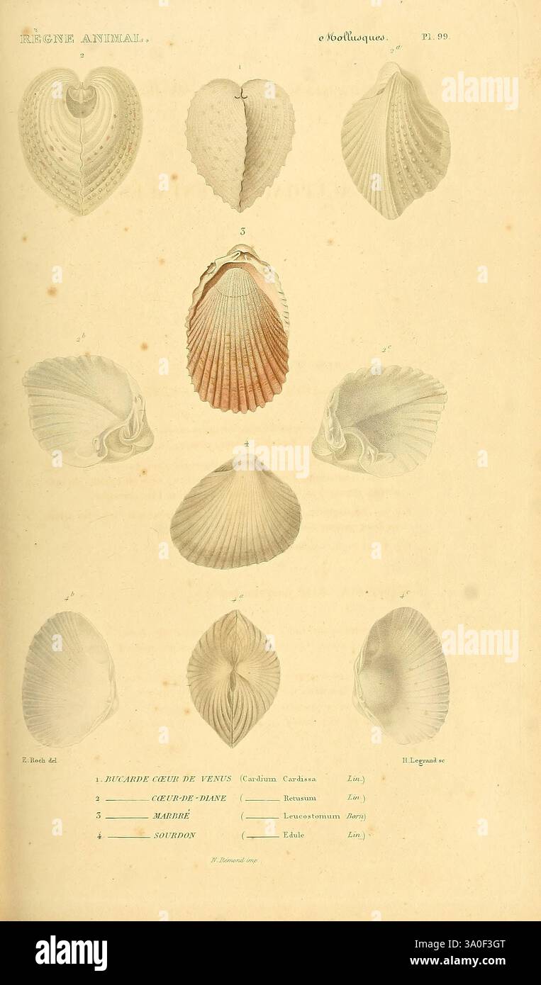 Within shell structures hi-res stock photography and images - Alamy