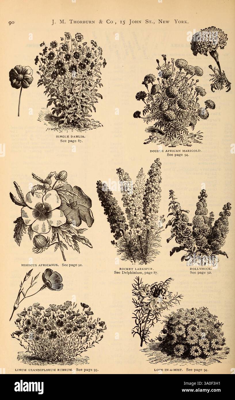 J.M. Thorburn & Co.'s annual descriptive catalogue of flower seeds, New