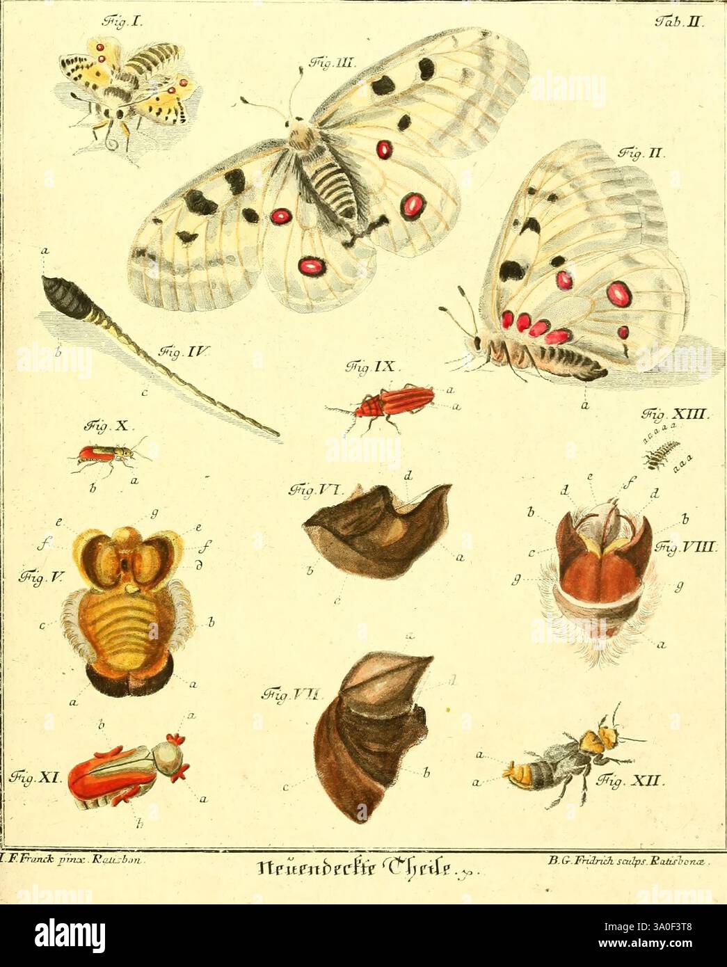 Include larval forms hi-res stock photography and images - Alamy