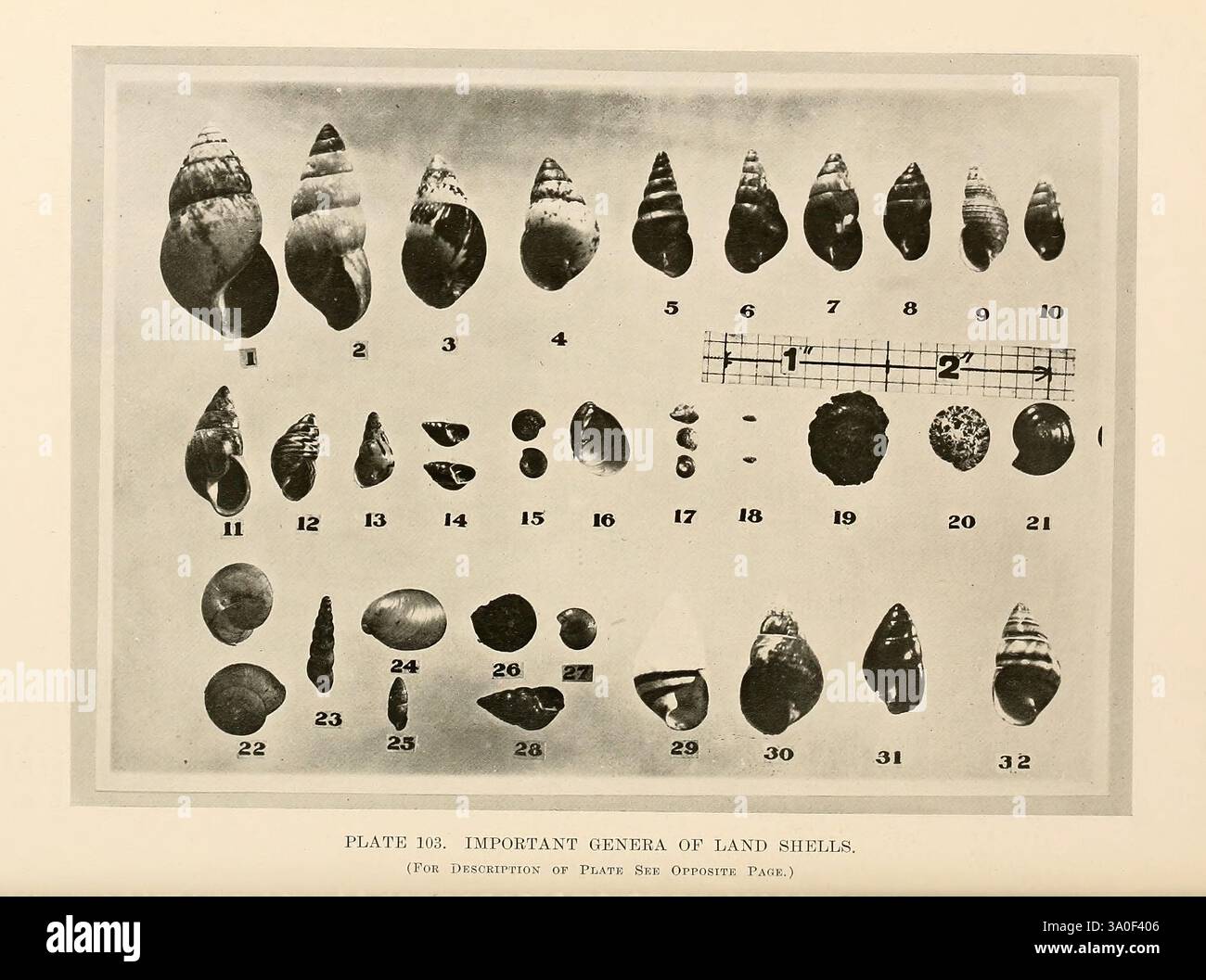 Shell Specimens Detailed illustration of various natural specimens hi-res stock ...