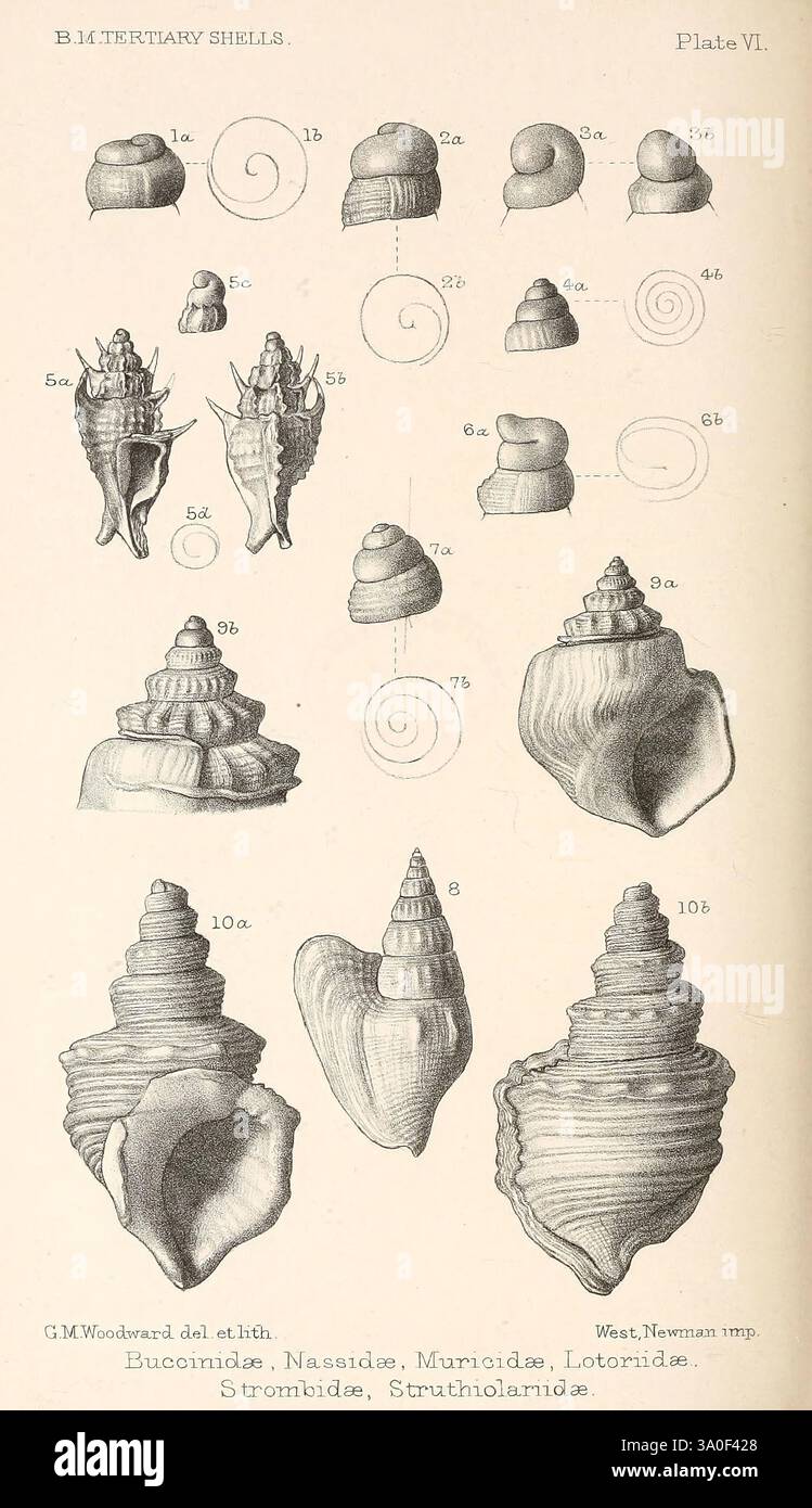 Series of detailed depictions of various tertiary shells hi-res stock ...
