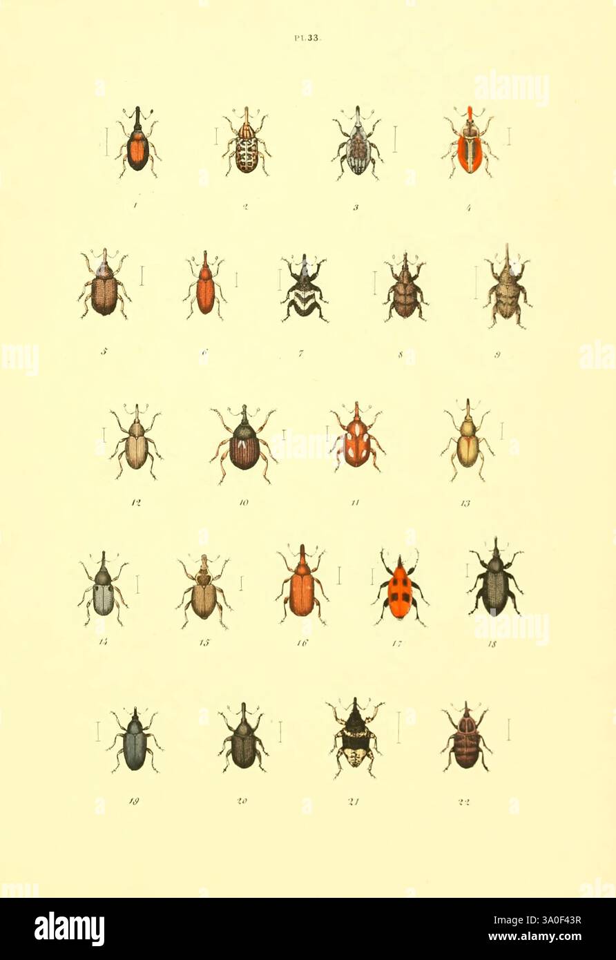 Baridius album hi-res stock photography and images - Alamy