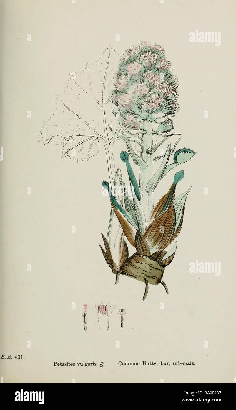 Blooms atop slender stalks hi-res stock photography and images - Alamy
