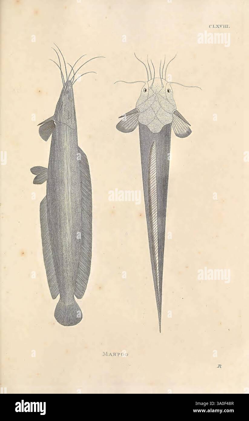 Illustration features two distinct species of catfish hi-res stock ...
