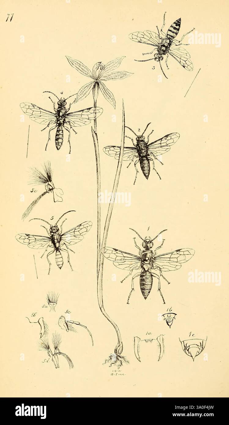 Highlight minute anatomical parts of insects hi-res stock photography ...