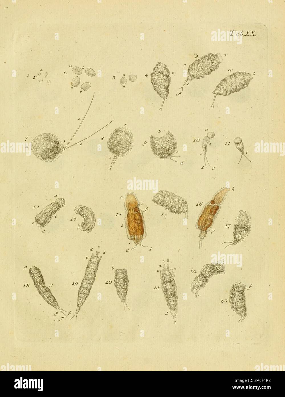 Complexity of microfauna hi-res stock photography and images - Alamy