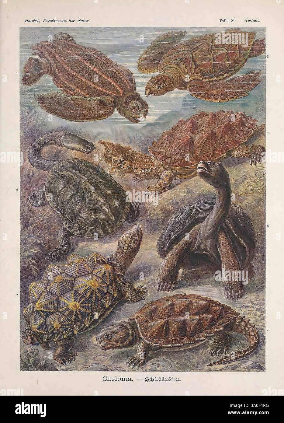 Tortoises unique physical characteristics hi-res stock photography and ...