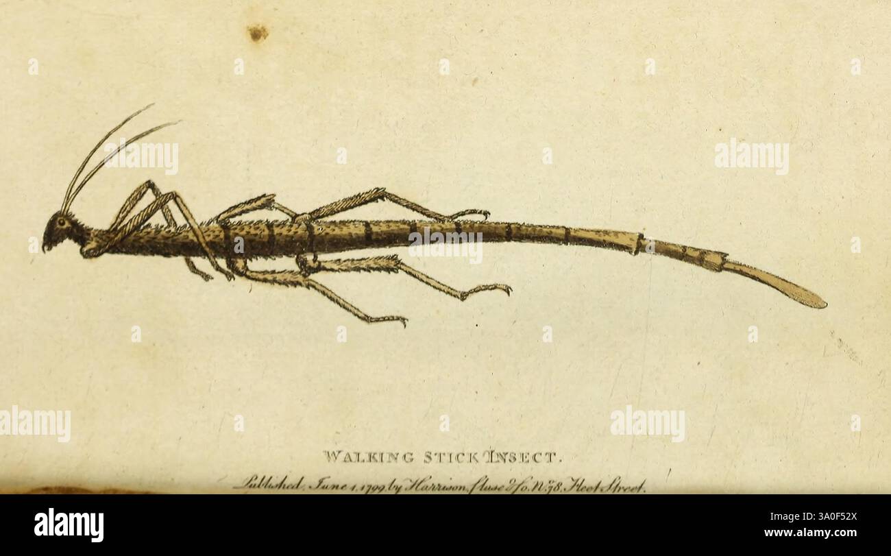 Classification Stick Insect Camouflaging capabilities hi-res stock photography and images - Alamy