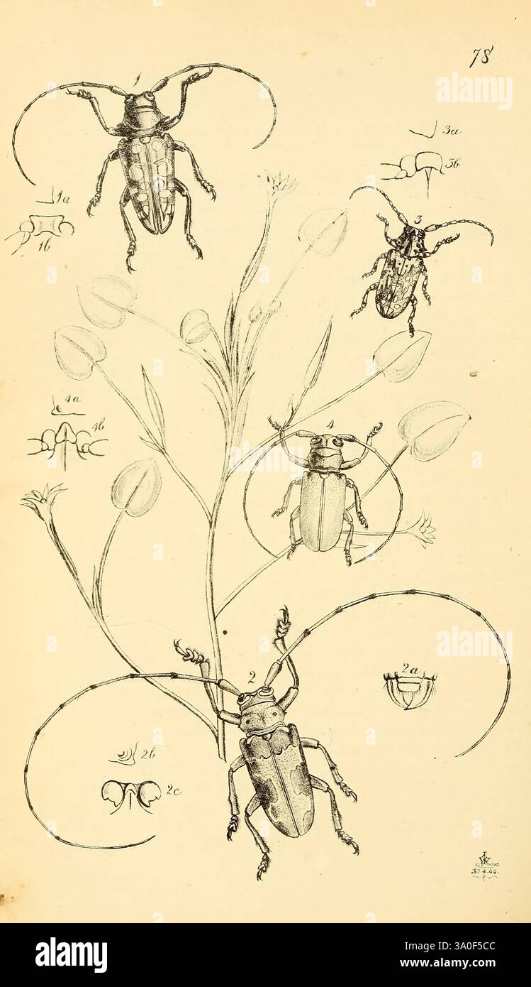 Numeral Insect Showcasing various species of beetles in different poses hi-res stock ...