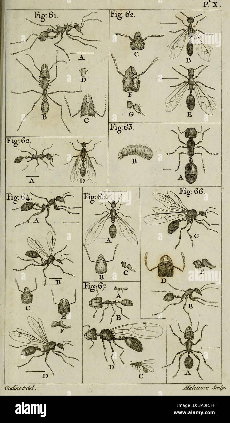 Multiple detailed depictions of various insect body parts hi-res stock ...