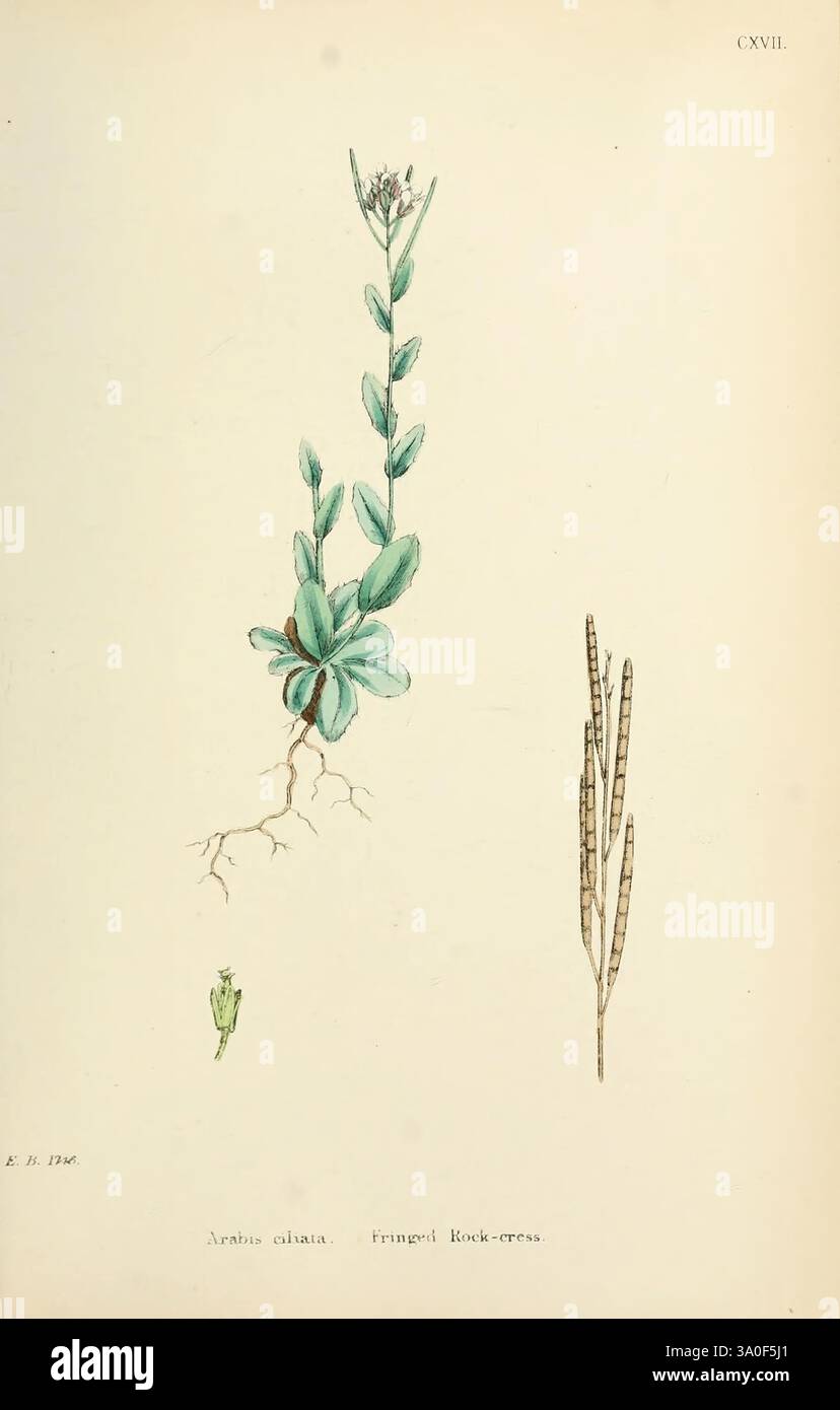 English botany coloured figures of british plants london hi-res stock ...