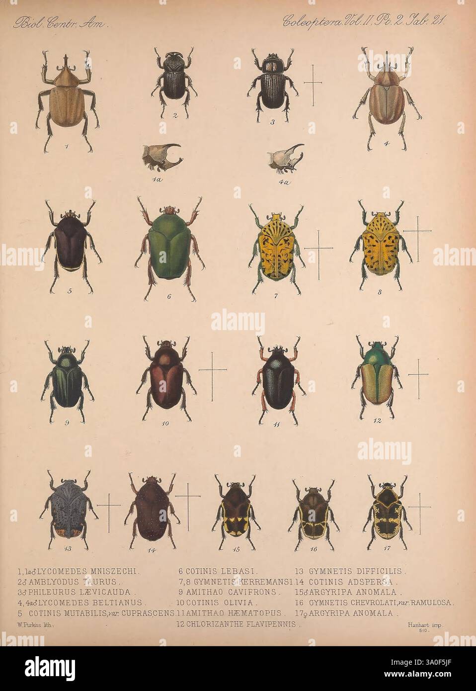 Comprehensive collection of illustrated beetles hires stock