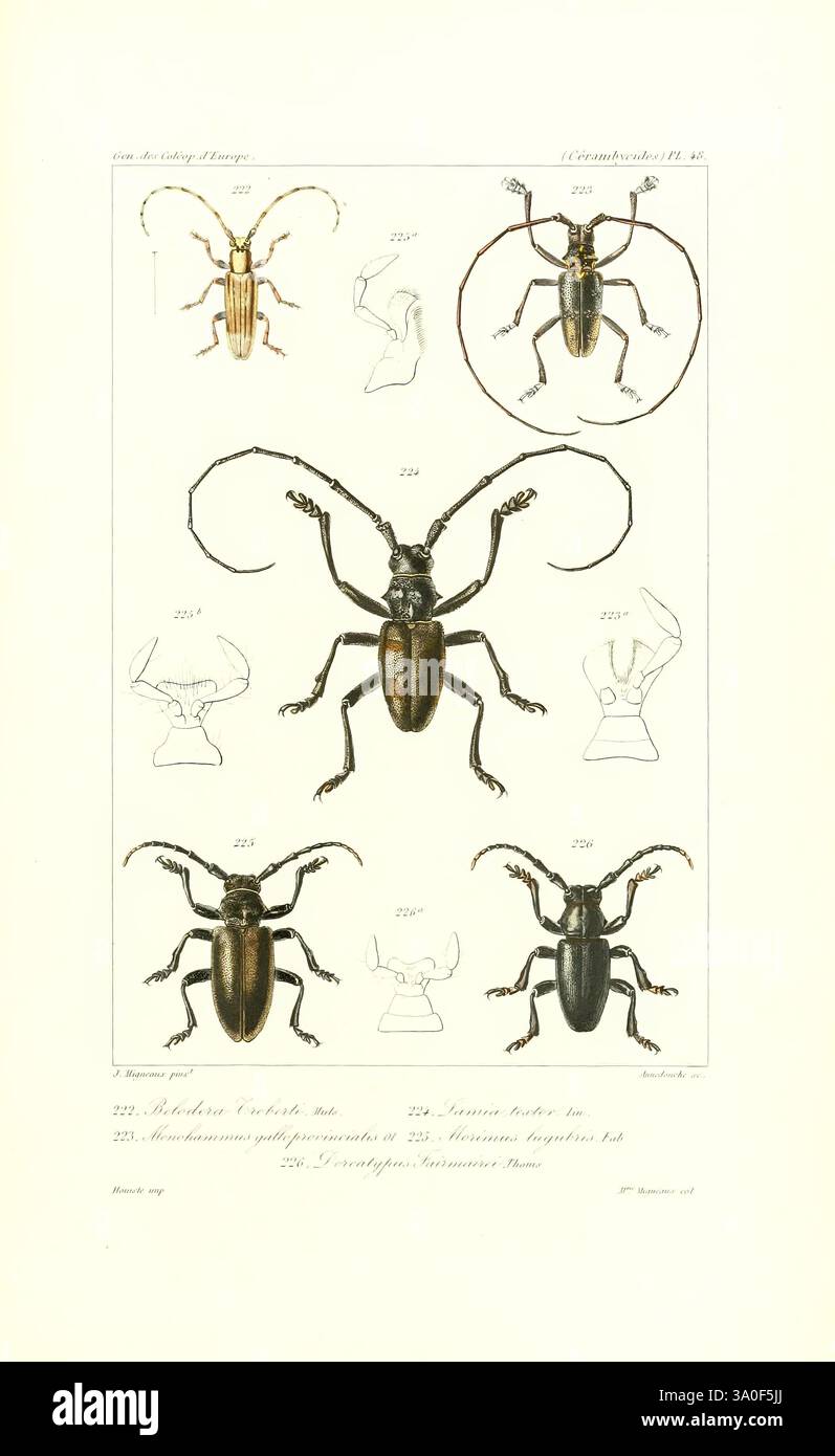 Genera des coléoptères d'Europe Paris, Chez A. Deyrolle, 18571868