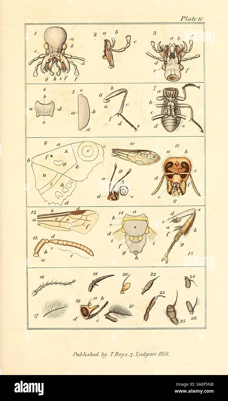The, entomologist's, useful, compendium, London, Printed, for T. Boys ...