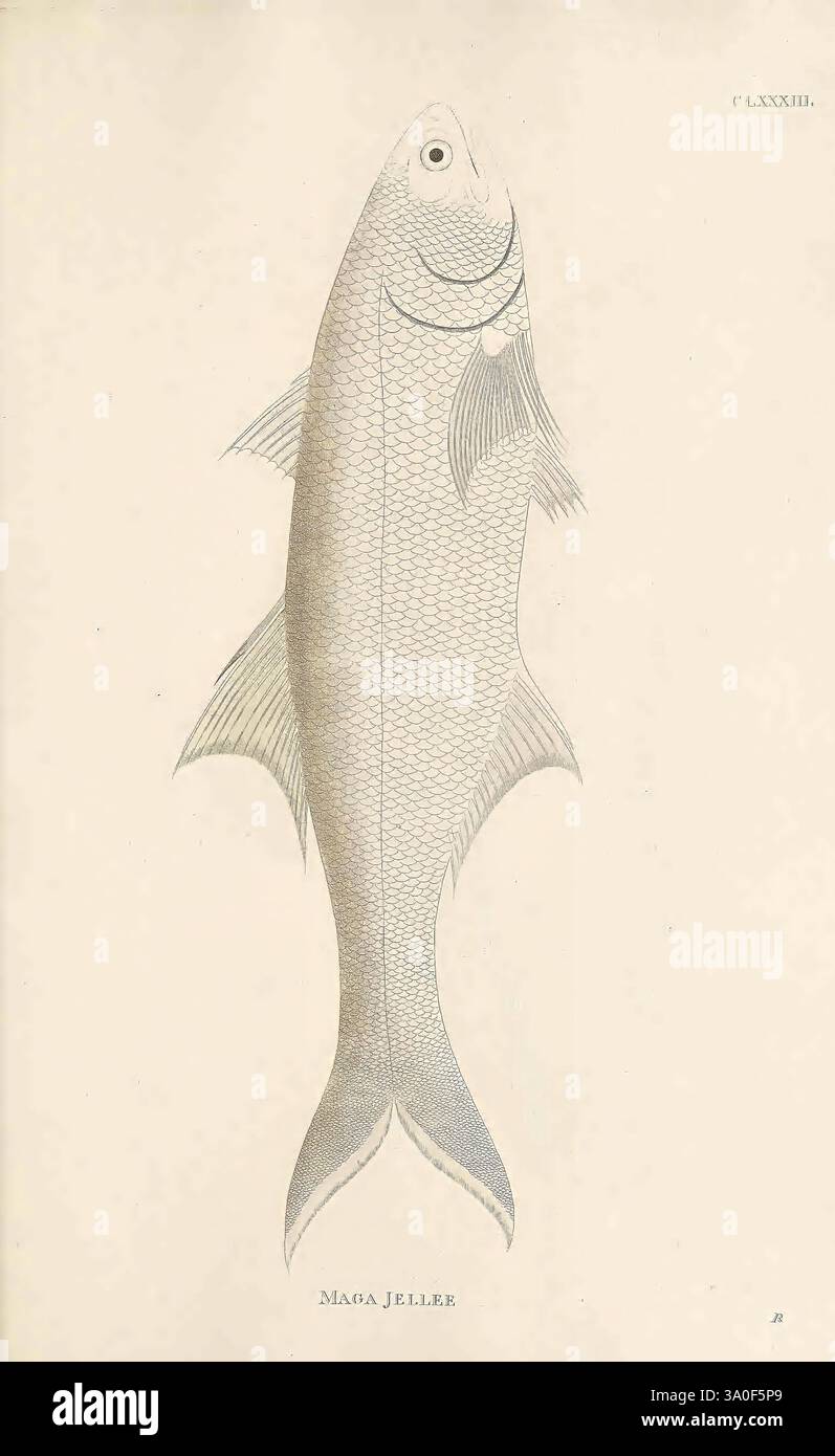 Smooth Scales Fishs smooth scales hi-res stock photography and images - Alamy