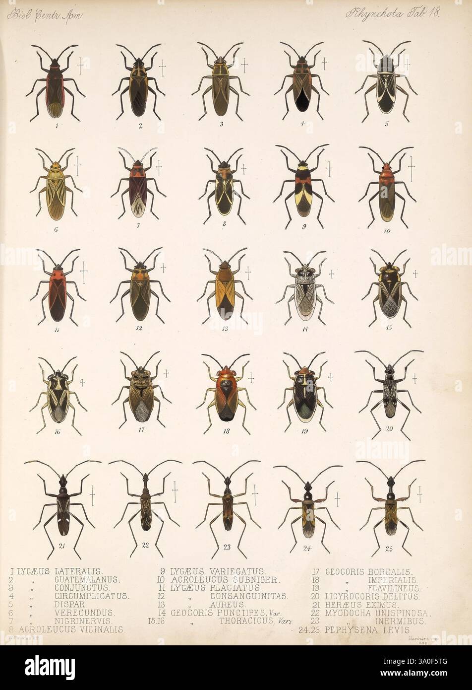 Detailed array of various insects hi-res stock photography and images ...
