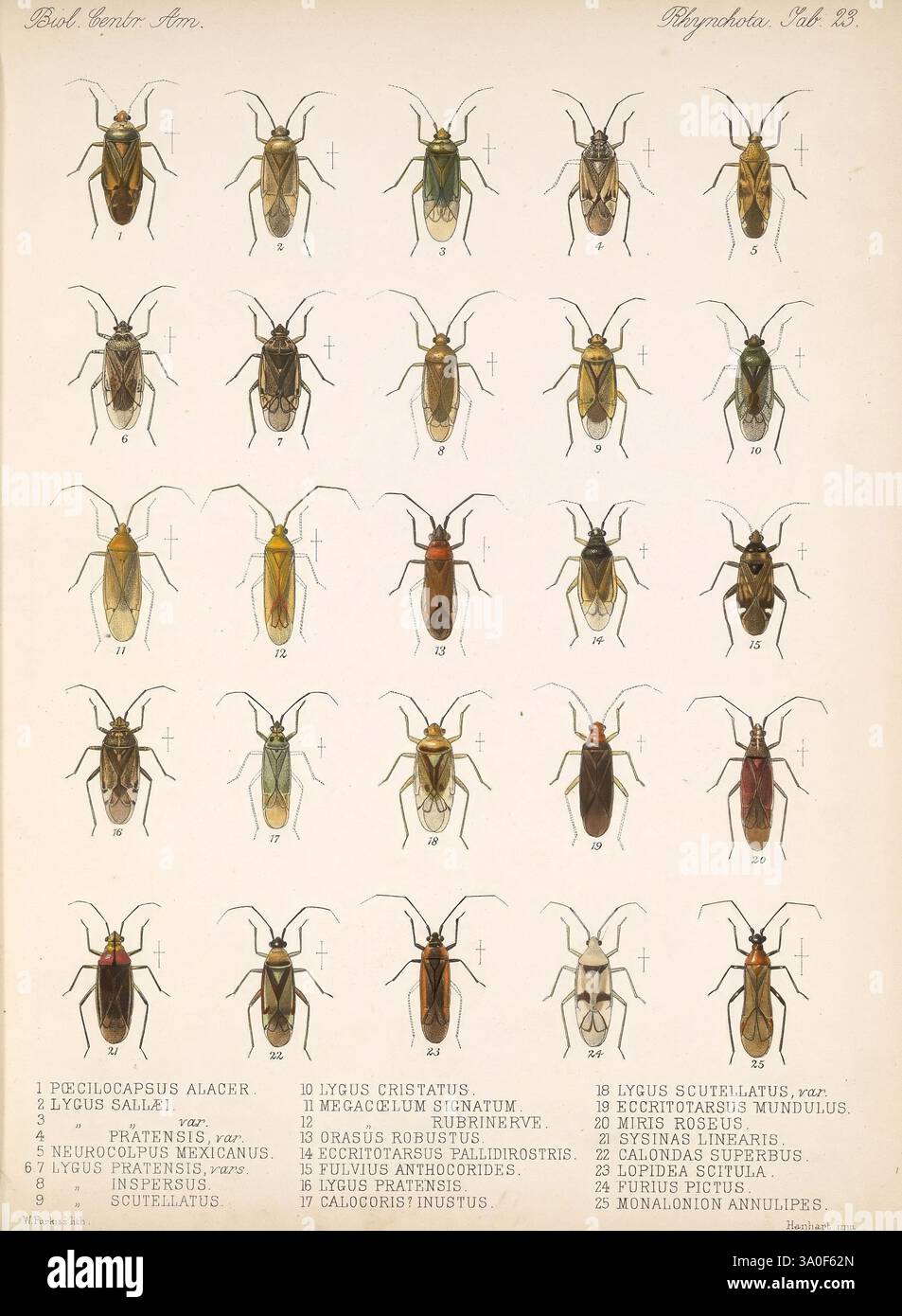 Catalog of entomological findings hires stock photography and images