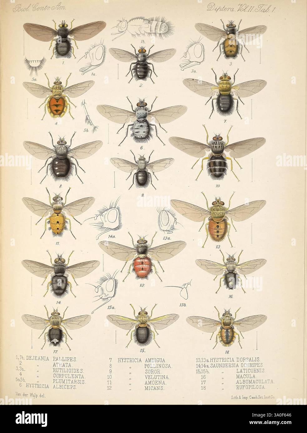 biologia-centrali-americana-london-published-for-the-editors-by-r-h