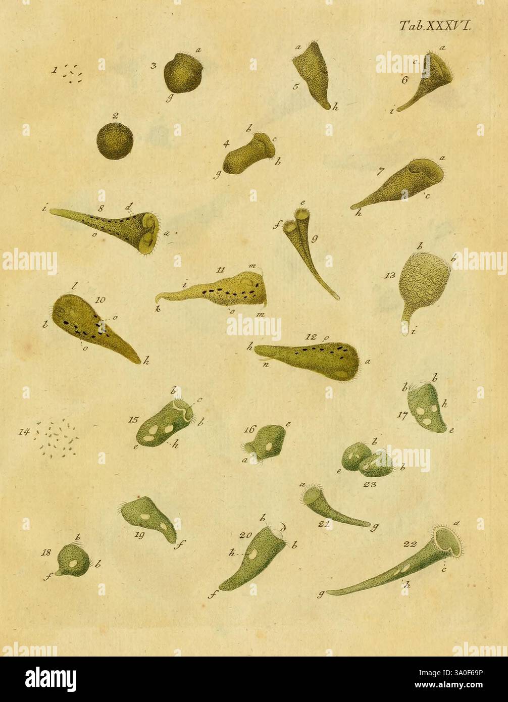 Detailed compilation of various microscopic structures hi-res stock ...