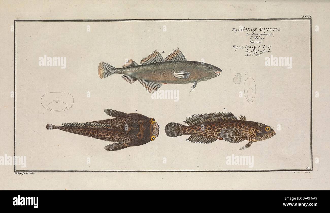 Distinct Fish Illustrated classification of three distinct fish species hi-res stock ...