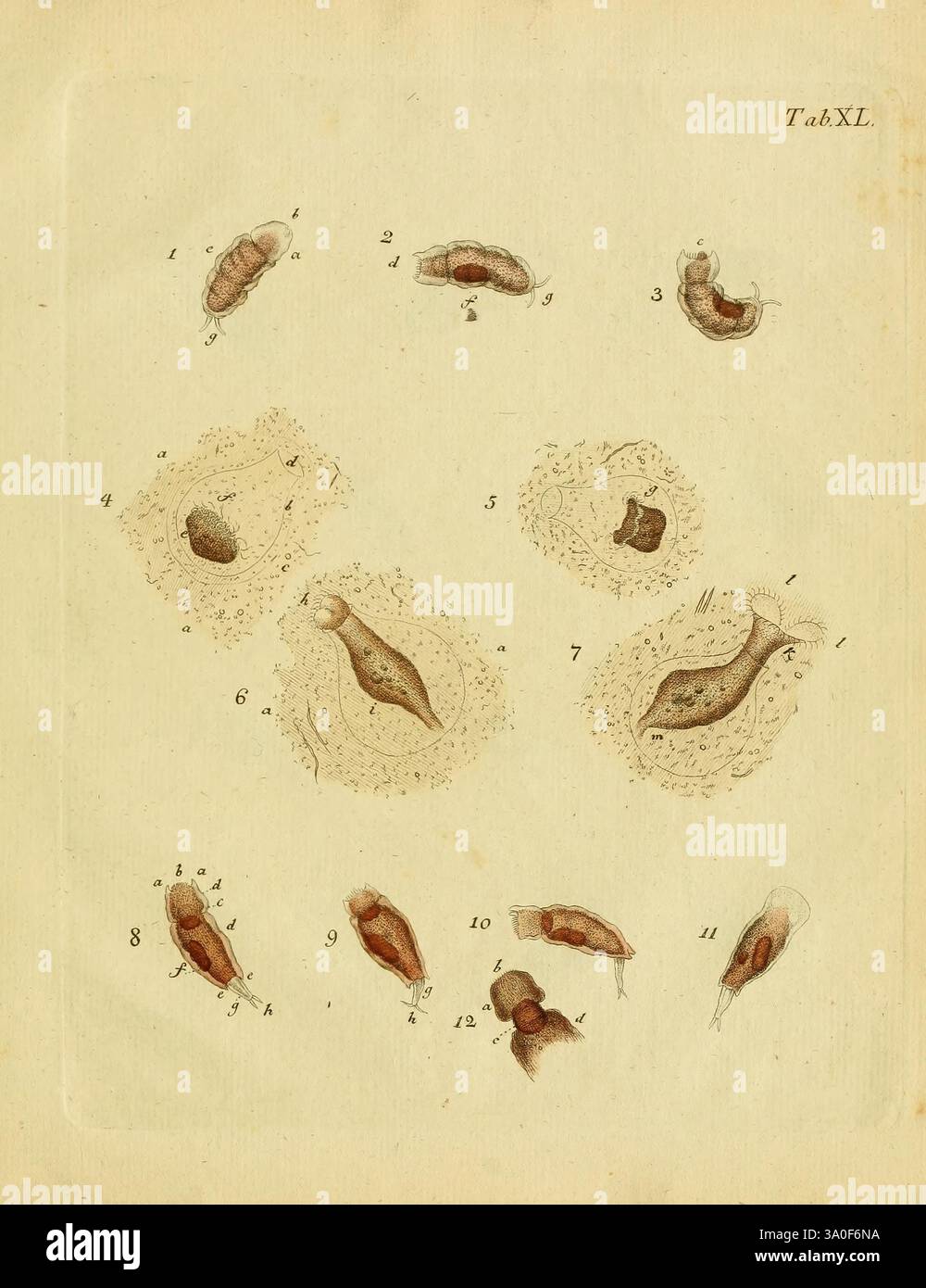Detailed study of various microscopic organisms hi-res stock ...