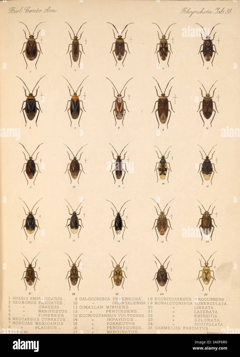 Intriguing group of insects hi-res stock photography and images - Alamy