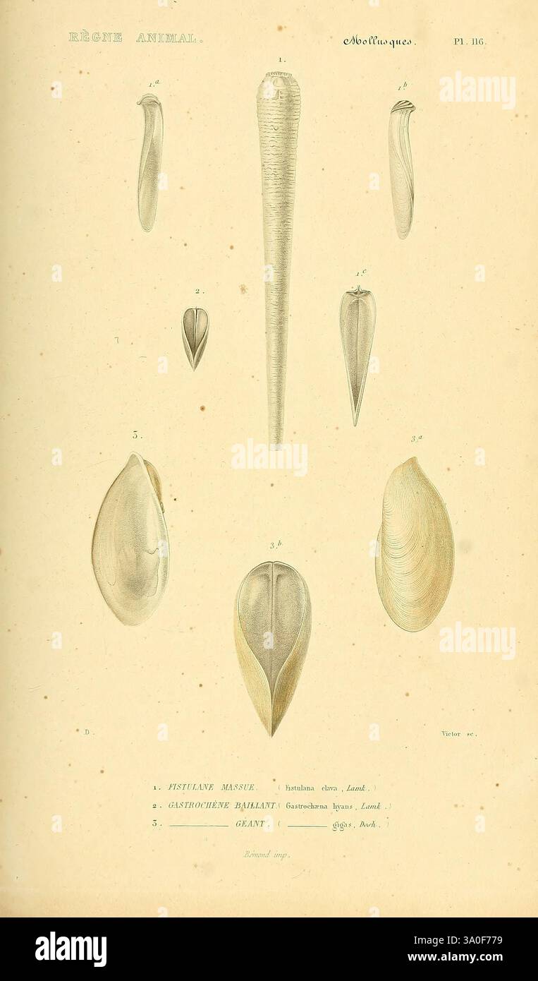 Range of forms typical of bivalves hi-res stock photography and images ...