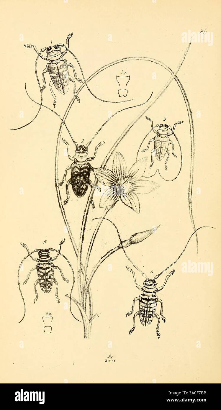 Arcana entomologica, or Illustrations of new, rare, and interesting ...